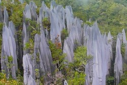 Bukan Pohon, yang Ada di Hutan Malaysia Ini Malah Batu