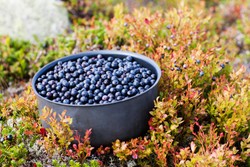 Teh Bilberry, Phu Erh, dan Oolong, Teh yang Bisa Membantu Turunkan Berat Badan! (1)