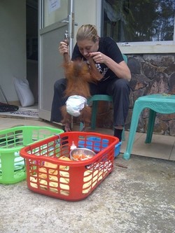 Disekap untuk Dijual, Bayi Orang Utan Ini Stres