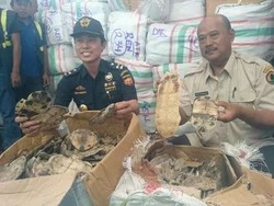 Tempurung Kura-kura yang Hendak Diselundupkan ke Taiwan Diduga untuk Obat