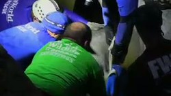 Diduga Cari Kehangatan, Belasan Manatee Terjebak di Pipa Drainase