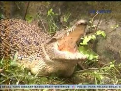 Seekor Buaya Muara Terperangkap Jaring Nelayan