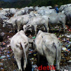 Sarjana Peternakan Geregetan, Ekspor Daging RI Kalah Kalah Sama India