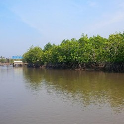 Hutan Mangrove Kepulauan Meranti Diberdayakan Jadi Sirup dan Pakan Ternak