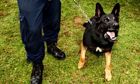 Kisah Seorang Pesepakbola yang Digigit Anjing Polisi dalam Sebuah Laga