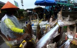 mFish, Aplikasi Lokal Anti Nelayan Ilegal