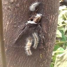 Ulat Bulu Kembali Serbu Pemukiman di Surabaya