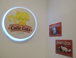 Bermain dengan Para Kucing Lucu di Cutie Cats Cafe, Kemang