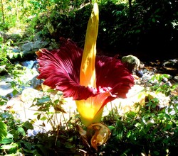 Bunga Bangkai Mekar di Tapanuli Selatan
