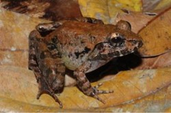 Ini Wujud Katak Sulawesi yang Menghebohkan Dunia karena Bisa Beranak