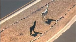 Drama Pengejaran Sepasang Llama di Arizona Menghebohkan Dunia