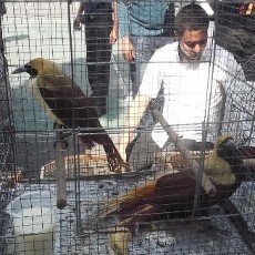 Penyelundup Satwa Dilindungi Kabur, Polisi Periksa 4 Saksi