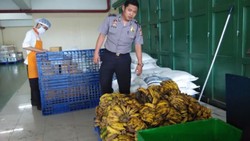 Wow, Omzet Brigadir Raja Bulu Capai Rp 1,5 Miliar