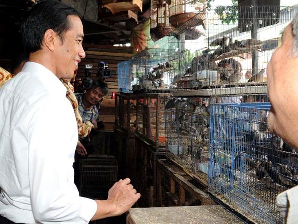 Jokowi Cek Harga Beras dan Beli Burung