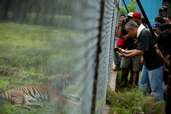 Harimau Sumatera Berburu Mangsa Hidup di TNBBS