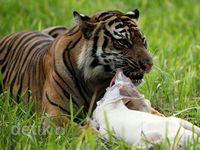 Mengintip Harimau Sumatera Santap Babi Hidup di TWNC