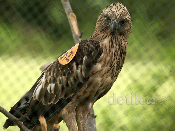 Melihat Konservasi Flora dan Fauna di TWNC