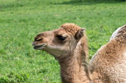 Susu Onta akan Jadi Minuman Sehat dan Populer