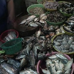 Harga Ikan Kembung dan Cumi di DKI Naik 20%, Ini Penyebabnya
