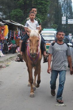 Seru! Wisata Kuda di Berastagi, Sumut