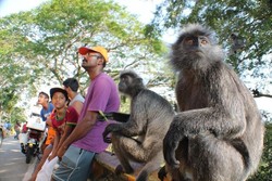 Nongkrong Bareng Monyet di Selangor