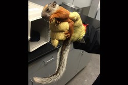 Tupai Tiba-tiba Muncul dalam Pesawat di Amerika