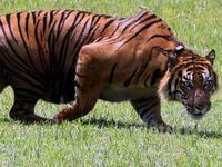 Harimau Sumatera Panti dan Petir Dilepaskan