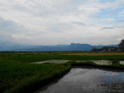 Sawah Secantik Lukisan di Kaki Gunung Marapi, Sumbar
