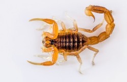 Penumpang Disengat Kalajengking, Pesawat Terpaksa Mendarat Darurat