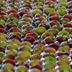 Ini Dampaknya Bila 2 Kontainer Apel Impor AS Berbakteri Tak Dibakar