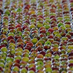 Tak Bisa Dikembalikan, 2 Kontainer Apel Impor Berbakteri Asal AS Siap Dimusnahkan