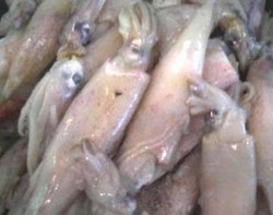 Menteri Susi Terima Laporan Ada Banjir Cumi-cumi di Pasuruan Jatim