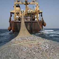 Satgas Anti Pencurian Ikan Akan Audit 1.300 Kapal Eks Asing