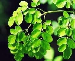 Begal Motor Sadis yang Tak Berkutik Menghadapi Daun Kelor