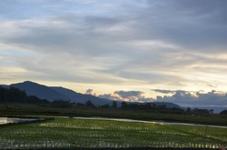 Cantiknya Sawah di Tepian Danau Toba