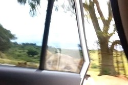 Lupa Mengunci Pintu Mobil, Traveler Nyaris Dimakan Singa