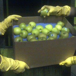 Gara-gara Kasus Bakteri Mematikan, Impor Apel AS Anjlok