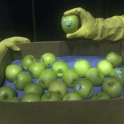 36 Ton Apel Impor AS Berbakteri yang Dibakar Jadi Abu Nilainya Rp 10 Miliar