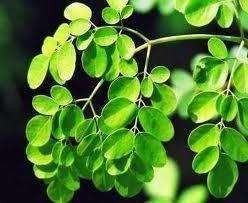 3 Hari Berlalu, Polisi Berupaya Buru Komplotan Begal dengan Daun Kelor