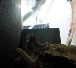 Unik, Gurita Ini Memotret Penelitinya