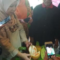Durian Merah Banyuwangi akan Dipatenkan