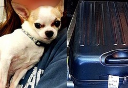 Petugas Bandara AS Temukan Anjing Chihuahua dalam Koper Penumpang
