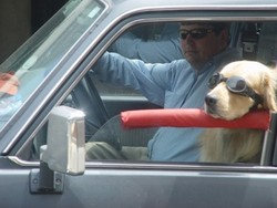 Berkendara dengan Aman Bersama Hewan Peliharaan Anda