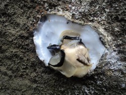 Serunya Berburu Teritip di Pulau Bangka