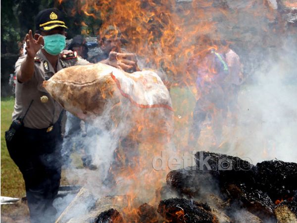 Polisi Musnahkan 3,3 Ton Ganja