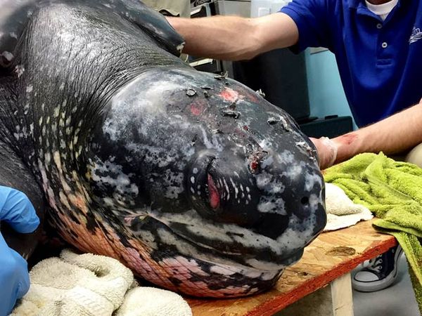 Penyu Raksasa Terdampar di Carolina