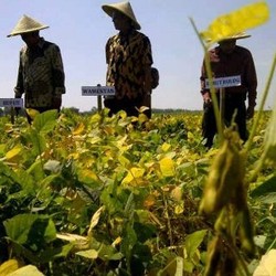 Jokowi Ingin Hutan Jati Bisa Ditanam Padi, Jagung, dan Kedelai