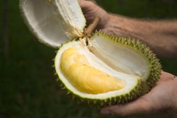 Makan Manggis dan Minum Air, Cara Praktis Cegah Mabuk Durian (1)