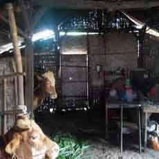 Kemiskinan Membuat Keluarga ini Hidup Bersama Tiga Ekor Sapi