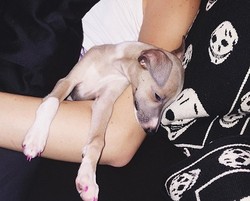 Kylie Jenner Pamer Foto Anjingnya yang Pakai Kuteks Pink